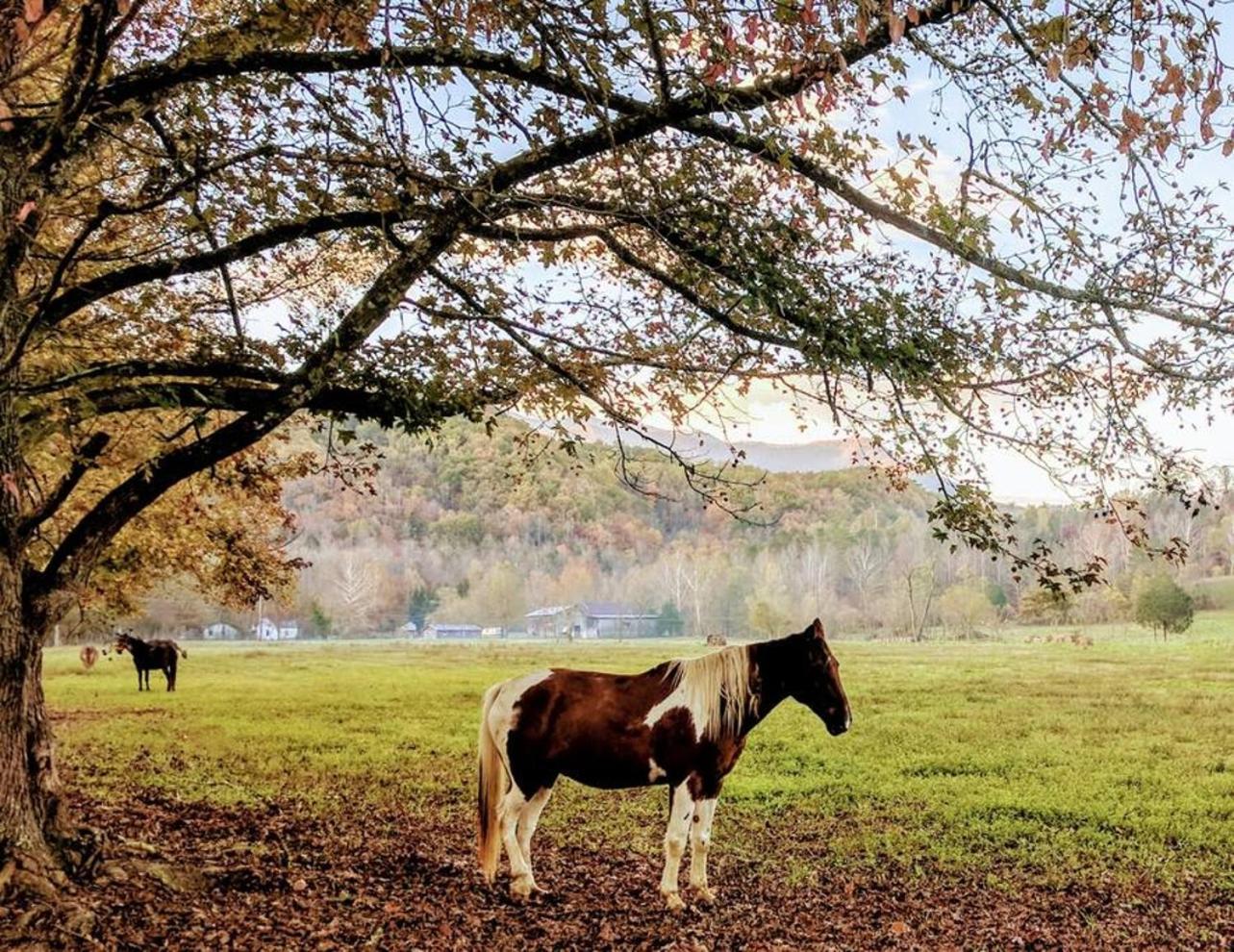 Peace, Serenity & Relaxation In The Smokies! 蓋特林堡 外观 照片