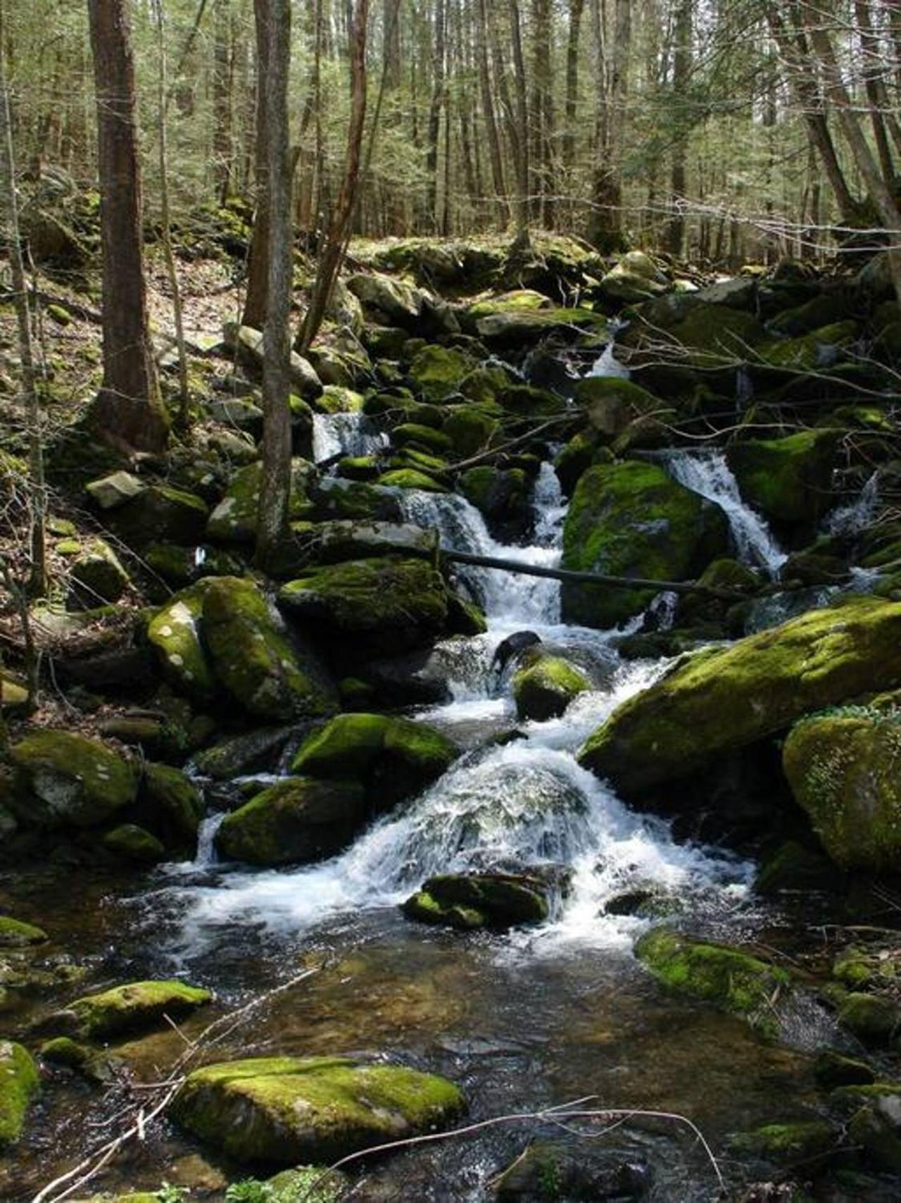 Peace, Serenity & Relaxation In The Smokies! 蓋特林堡 外观 照片