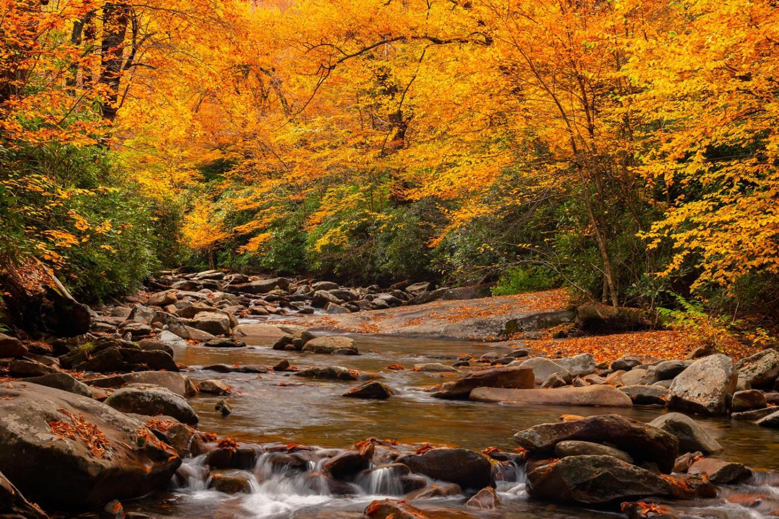 Peace, Serenity & Relaxation In The Smokies! 蓋特林堡 外观 照片